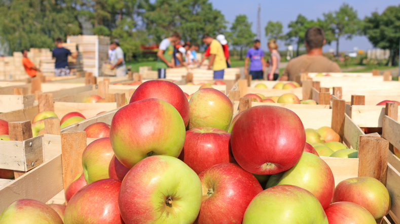 Cart full of apples after picking, workers sorting apples in farm