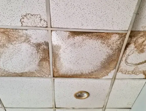 Preventing Mold After Commercial Water Damage