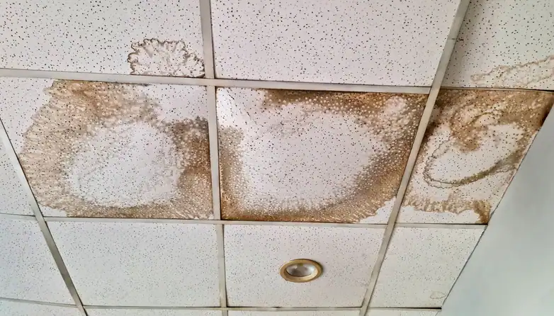 Mold Damage Pennsylvania